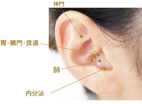 神門（ストレス） 胃・噴門・食道（消化器系） 肺（食欲をおさえる） 内分泌（ホルモンバランスを整える）